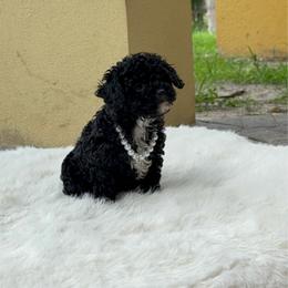 Onyx Tiny - Black male Poodle puppy in Florida from Puppies Forever 💙❤️🐶
