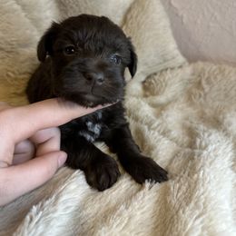 Girl 4 - Liver Miniature Schnauzer puppy in Dunkirk, Indiana from Walker's Schnauzers