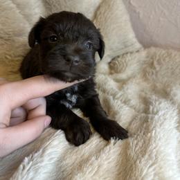 Girl 4 - Liver Miniature Schnauzer puppy in Dunkirk, Indiana from Walker's Schnauzers