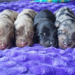 Black tan - Black and tan female Dachshund puppy in Ashford, Alabama from Circle City Dachshunds