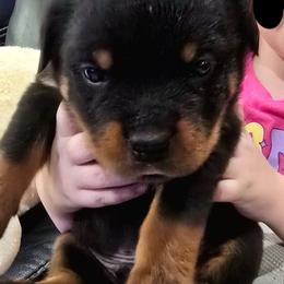 Boy (Black Collar) - Black and mahogany male Rottweiler puppy in San Antonio, Texas from HAUS OF RZA