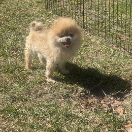 Tyrion Pruden - Pomeranian