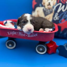 Ryder - Black and white male Sheepadoodle puppy in Willacoochee, Georgia from Kitandkboodle's Doodles