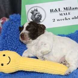 Lagotto Romagnolo Puppies from Royal and Loyal Lagotto Romagnolo