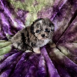 JOY aka Gorgeous - Merle female Shihpoo puppy in Knoxville, Tennessee from Rocky Top Cavapoos