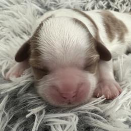 Fred - Blenheim male Cavalier King Charles Spaniel puppy in Eastvale, California from Furever After Cavaliers