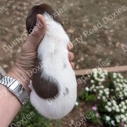 Alice - Chocolate and tan female Dachshund puppy in Blanchard, Oklahoma from Dusty Road Doxies
