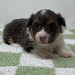 Lyra (fluffy bluie) - Black and tan female American Corgi puppy in Waco, Texas from The Comma Corgis