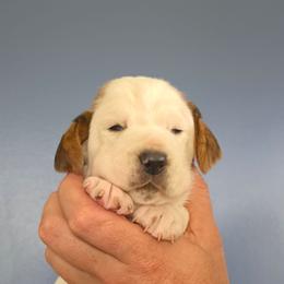Snoopy - Mahogany and white female Basset Hound puppy in Bellaire, Ohio from Blessed Bassets
