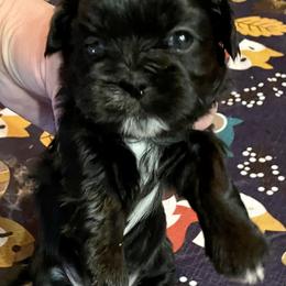 Shih Tzu Puppies from Amanda's Shih Tzu