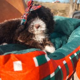 Hot Pink Collar - Brown and white female Cockapoo puppy in Richmond, Kentucky from The Doting Doodle