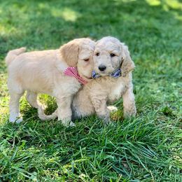 Poodle Puppies from BMW Standard Poodles