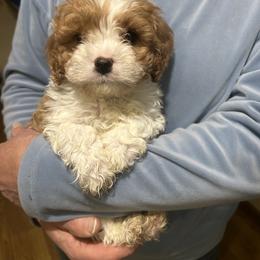 Sparky - Blenheim male Cavapoo puppy in Burke, New York from Patti’s Puppies
