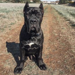 Cane Corso Puppies from Virtue Cane Corso