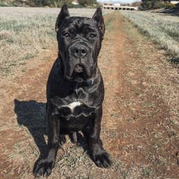 Cane Corso Puppies from Virtue Cane Corso