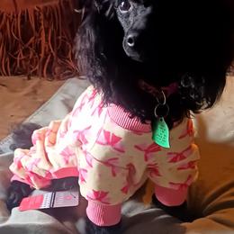 Littles - Black female Poodle puppy in Travelers Rest, South Carolina from Cotton Top