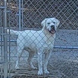 Dexter - Labrador Retriever