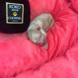 Boy 2 - Apricot Poodle puppy in Savannah, Georgia from Hollywood Furbabies LLC