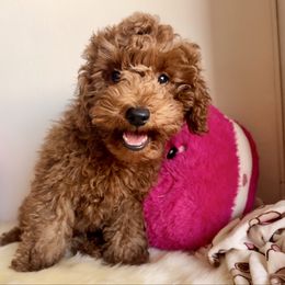 Bustelo - Cafe au lait male Poodle puppy in New York, New York from Jessica’s Poodles