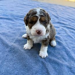 Ranger PENDING - Blue merle male Bernedoodle puppy in Wamego, Kansas from Doodles of Oz