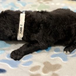 Goldendoodle and Poodle Puppies from Southern Stroll Poodles & Doodles