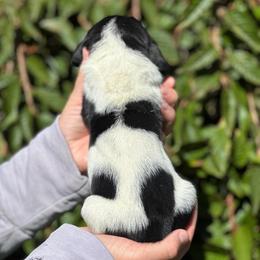 Female 1 - Black brown and white female Basset Hound puppy in Lindley, New York from Hill Top Basset Hounds & Cane Corso