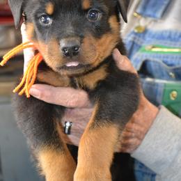 Orange collar male - Black and mahogany male Rottweiler puppy in Dawson Springs, Kentucky from Lakeview Rottweilers