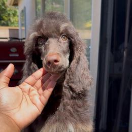 Summer Oak - Brown male Poodle puppy in Corona, California from Garden Of Poodles