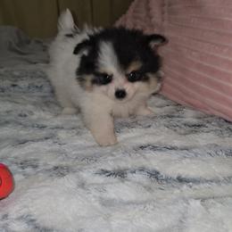 Morocco - Black and tan parti female Pomeranian puppy in Angleton, Texas from Pomeranian Palace, LLC