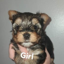 Girl 1 - Black and tan Yorkshire Terrier puppy in Wartburg, Tennessee from Amanda's Precious Pups