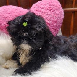 Black Boy - Black and white male Shih Tzu puppy in Hillsdale, Michigan from Prairie Fen Farm