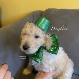 Goldendoodle Puppies from Scranton Goldendoodles