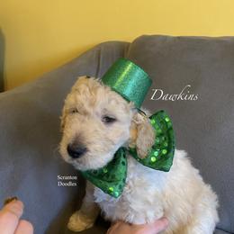Goldendoodle Puppies from Scranton Goldendoodles