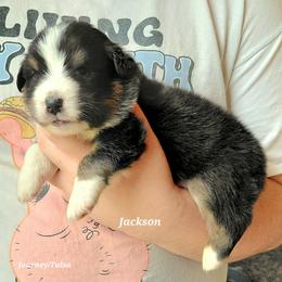 JACKSON - Black tri-color male Australian Shepherd puppy in Elk Creek, Missouri from Hearts on Fire Australian Shepherds