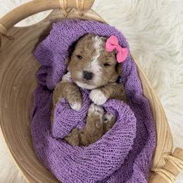Lennon - Apricot female Goldendoodle puppy in Huntington, Utah from Krispydoodle