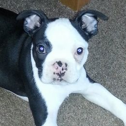 Boston Terriers from Happy Kennels Boston Terriers
