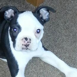 Boston Terriers from Happy Kennels Boston Terriers