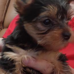 Gina - Black and tan female Yorkshire Terrier puppy in Potomac, Maryland from Fabiana's Yorkshire Terriers