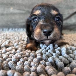 Tarragon - Black and tan female Dachshund puppy in Spring Creek, Nevada from Hobby Horse Mini Doxies