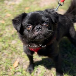 Fluffy Bruno - Black Pug puppy in Florida from Premium Pugs