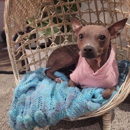 Minka - American Hairless Terrier