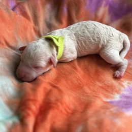 Girl 3 - Cream female Poodle puppy in Gladewater, Texas from Kalin’s K9s