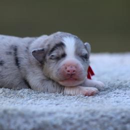 Clove - Blue merle male Miniature Australian Shepherd puppy in Bauxite, Arkansas from J & B Mini Aussies