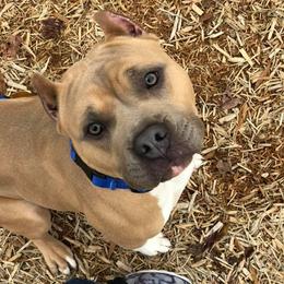 American Pit Bull Terriers from h2oAPBTs