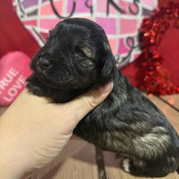 Samson - Salt and pepper male Miniature Schnauzer puppy in Lufkin, Texas from C&K’s Schnauzer House