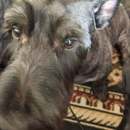 Ollie - Scottish Terrier
