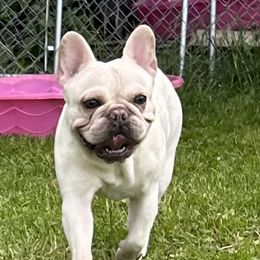 Hansel - French Bulldog
