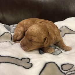 Boy 1 - Red and white male Cockapoo puppy in Bristow, Oklahoma from 10-Acre Woods Cockapoos