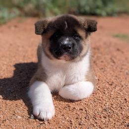 AKC Mila - Brown female Akita puppy in Tombstone, Arizona from WeVolution Off-Grid