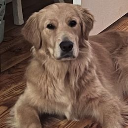 Golden Retrievers from Houston’s Golden Haven